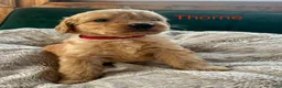Goldendoodle dogs for sale: Thorne - Ad 1