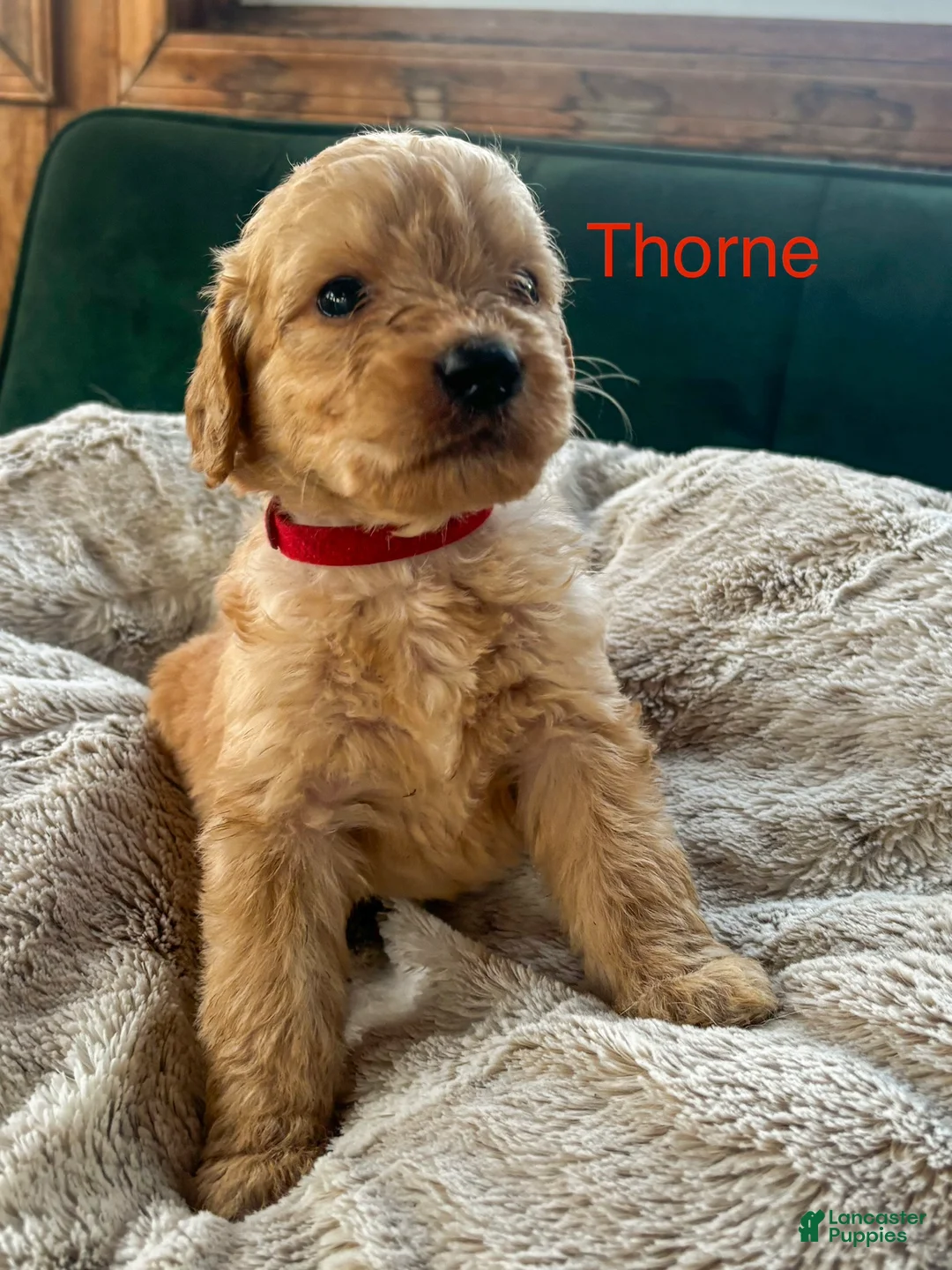 Goldendoodle dogs for sale: Thorne - Ad 1