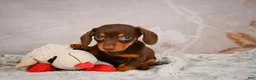 Miniature Dachshund dogs for sale: Snoopy - Ad 4