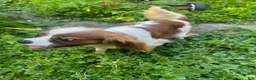 Cavalier King Charles Spaniel dogs for sale: Brittany  - Ad 4