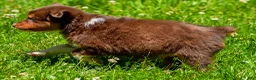 Miniature Australian Shepherd dogs for sale: Freddy - Ad 9