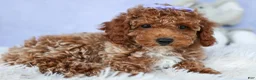 Miniature Poodle dogs for sale: WINNIE - Ad 3