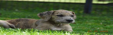Great Dane 4