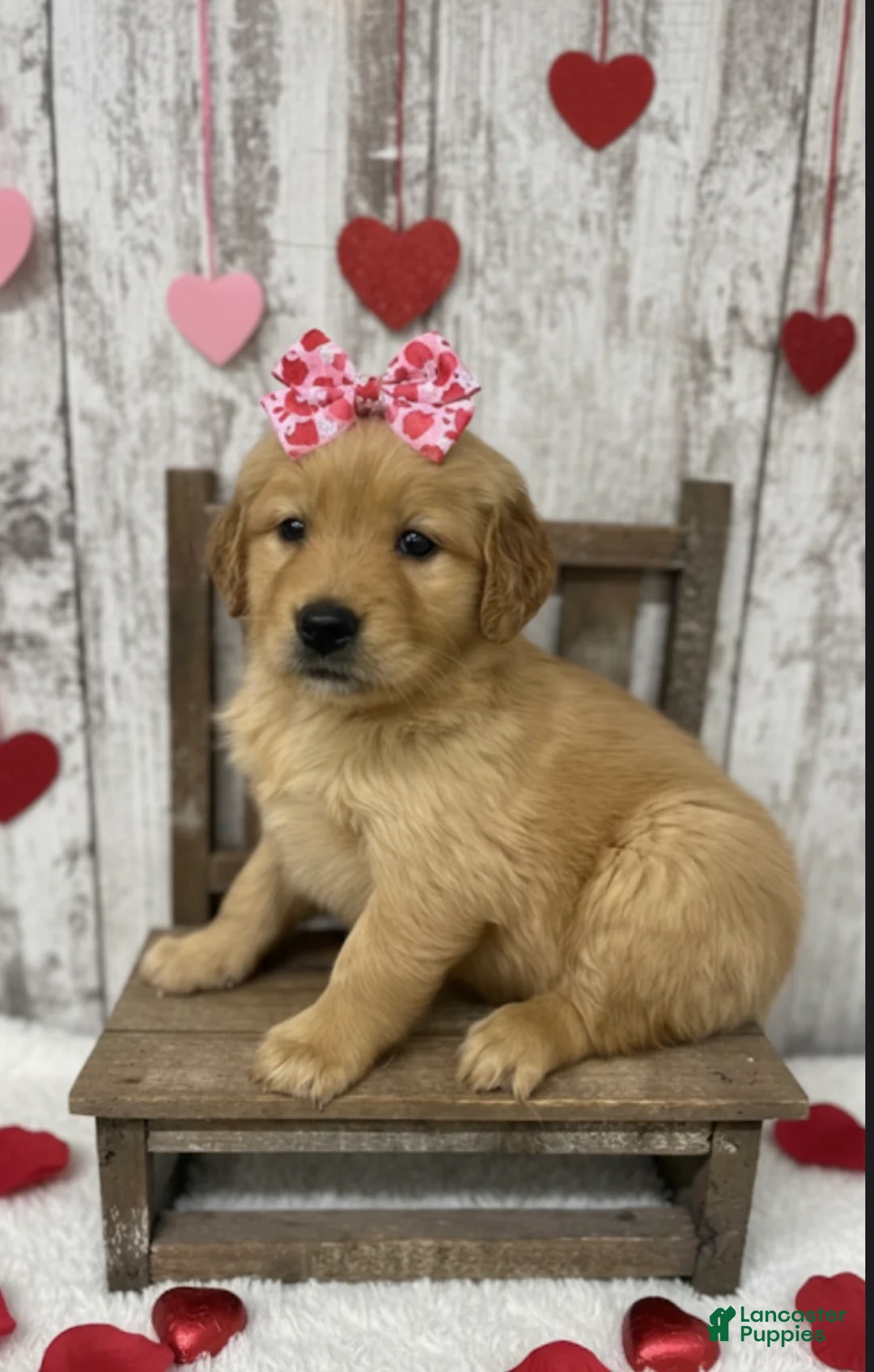 Golden Retriever dogs for sale: Golden Retriever Puppy 6 - Ad 1