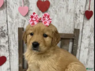 Golden Retriever dogs Golden Retriever Puppy 6 - Ad 37