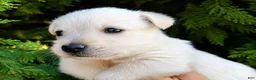 Scottish Terrier dogs for sale: Lachlan-AKC-HealthTestedParents - Ad 4