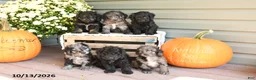 Cockapoo dogs for sale: Barbie - Ad 3