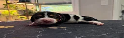 Basset Hound dogs for sale: Sofia- pink  - Ad 3