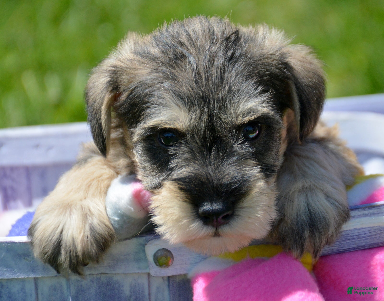 Miniature Schnauzer dogs Miniature Schnauzer Marty - Ad 23