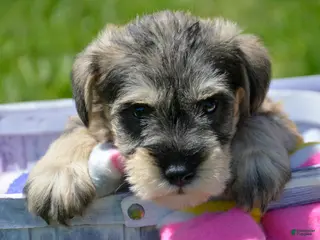 Miniature Schnauzer dogs Miniature Schnauzer Marty - Ad 23