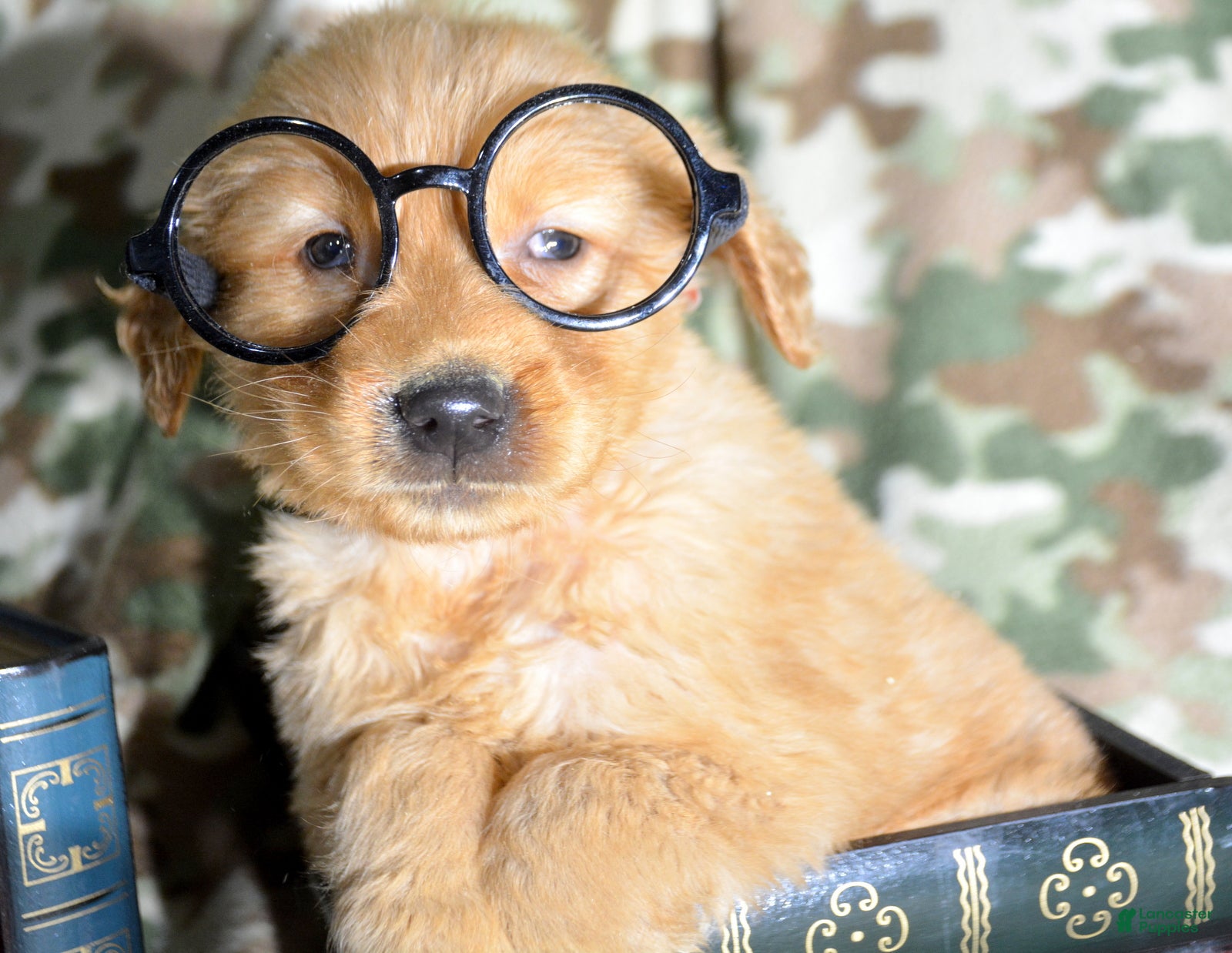 Golden Retriever dogs Golden Retriever Puppy 3 Gage - Ad 34