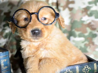 Golden Retriever dogs Golden Retriever Puppy 3 Gage - Ad 34