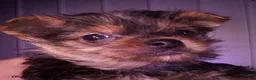 Yorkshire Terrier dogs for sale: Hamlet - Ad 2
