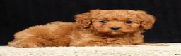 Cavapoo dogs for sale: Sadie - Ad 4
