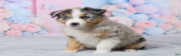 Australian Shepherd dogs for sale: Charlie - Ad 5