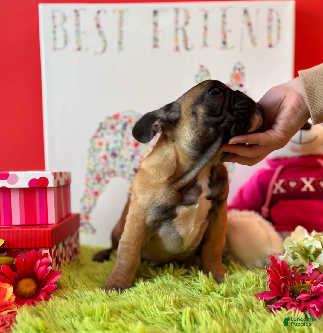 French Bulldog dogs for sale: French Bulldog Puppy 2 - Ad 9