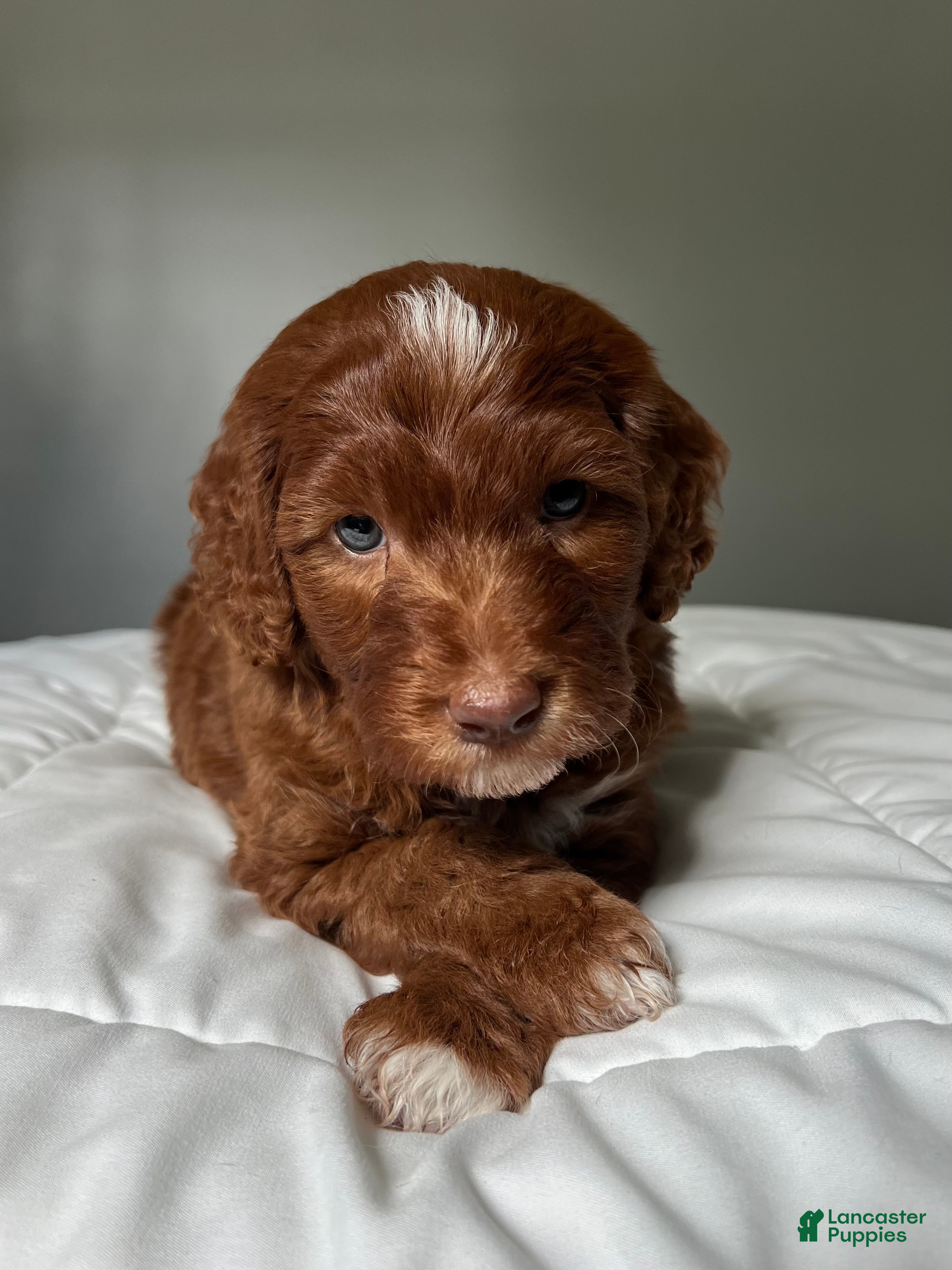 Mini Goldendoodle dogs Mini Goldendoodle Puppy 2 - Ad 1