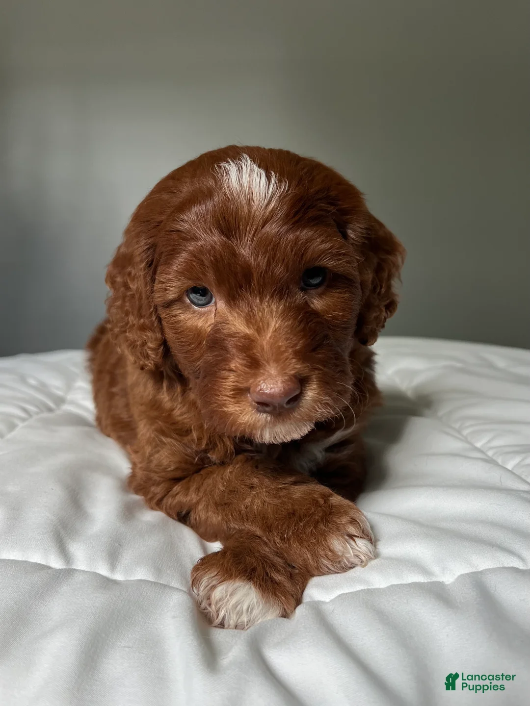 Mini Goldendoodle dogs for sale: Mini Goldendoodle Puppy 2 - Ad 1