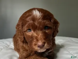 Mini Goldendoodle dogs for sale: Mini Goldendoodle Puppy 2 - Ad 1