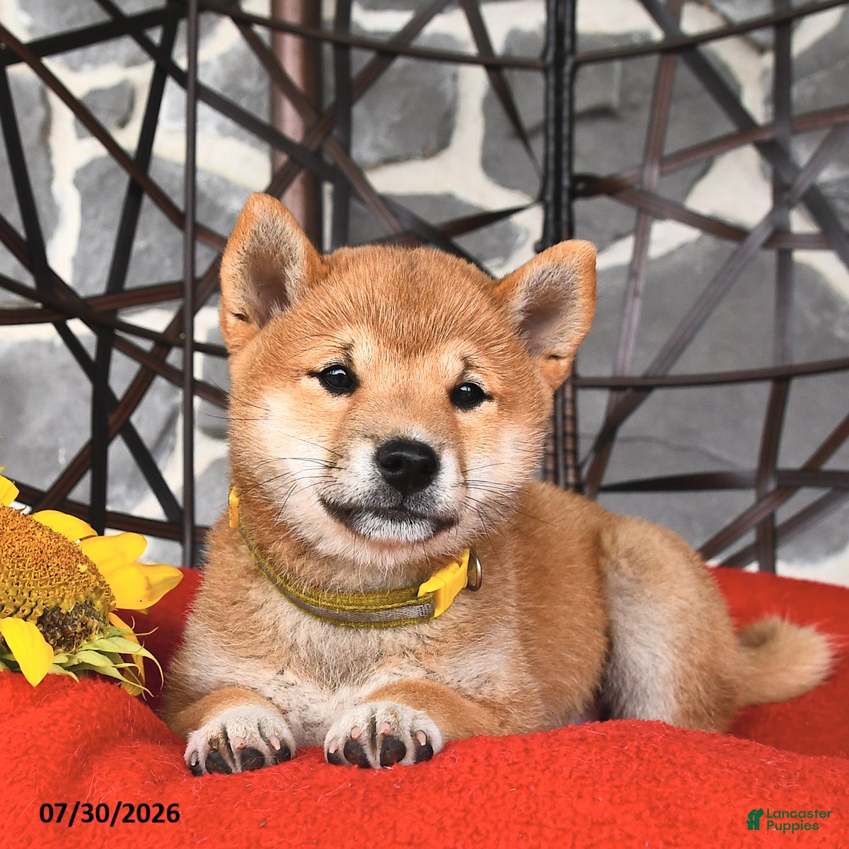 Shiba Inu dogs Molly - Ad 1