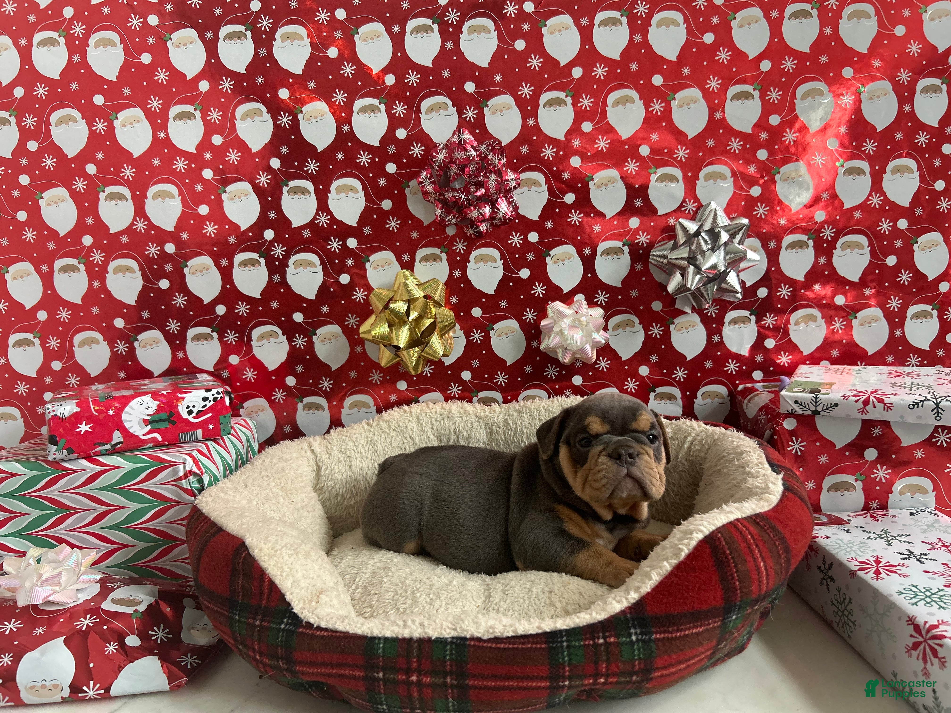 English Bulldog dogs Lavender - Ad 15