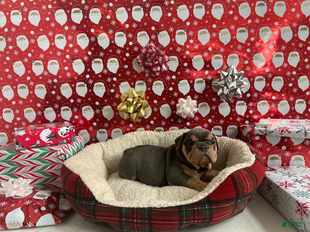 English Bulldog dogs for sale: Lavender - Ad 1