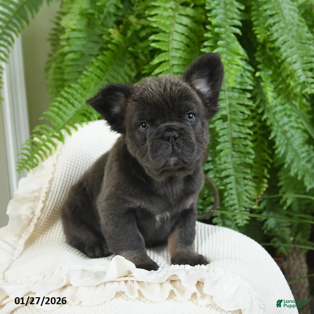 French Bulldog dogs for sale: Toby - Ad 10