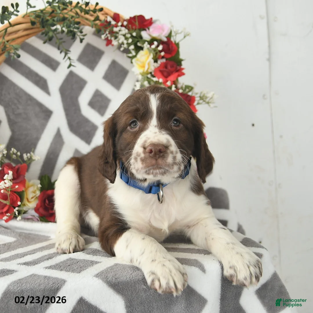 English Springer Spaniel dogs for sale: Dover  - Ad 3