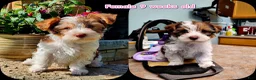Mixed Breed dogs for sale: Ainsley  - Ad 3