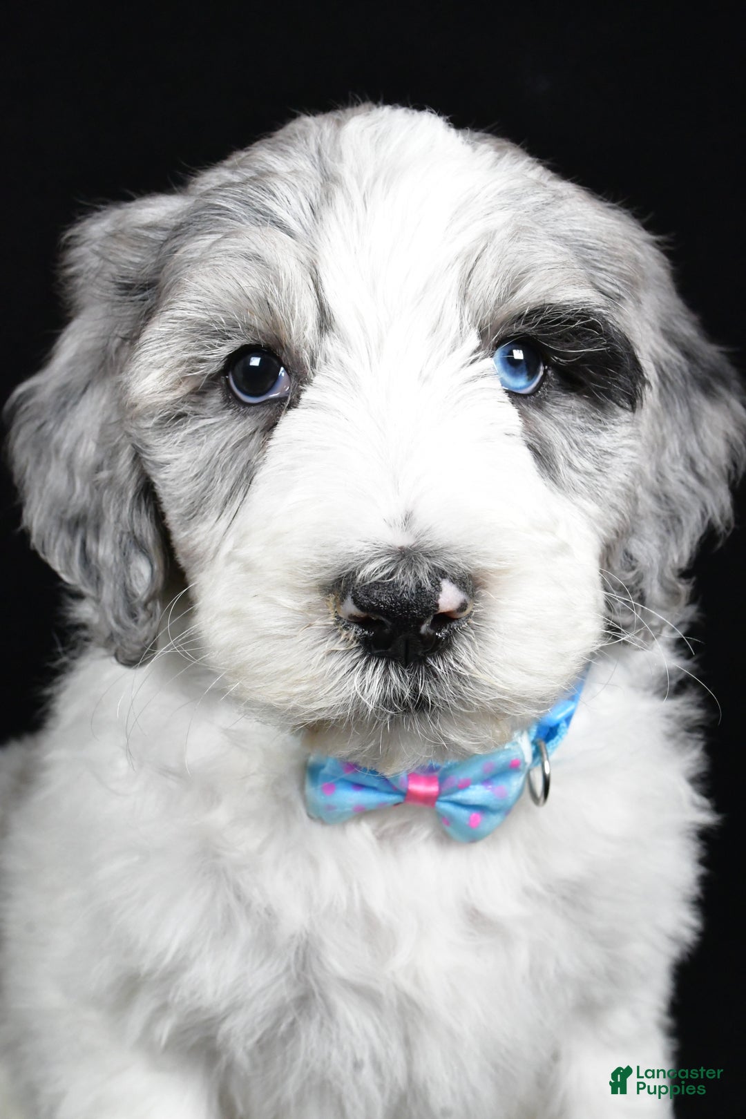 Sheepadoodle dogs for sale: Myles - Ad 7