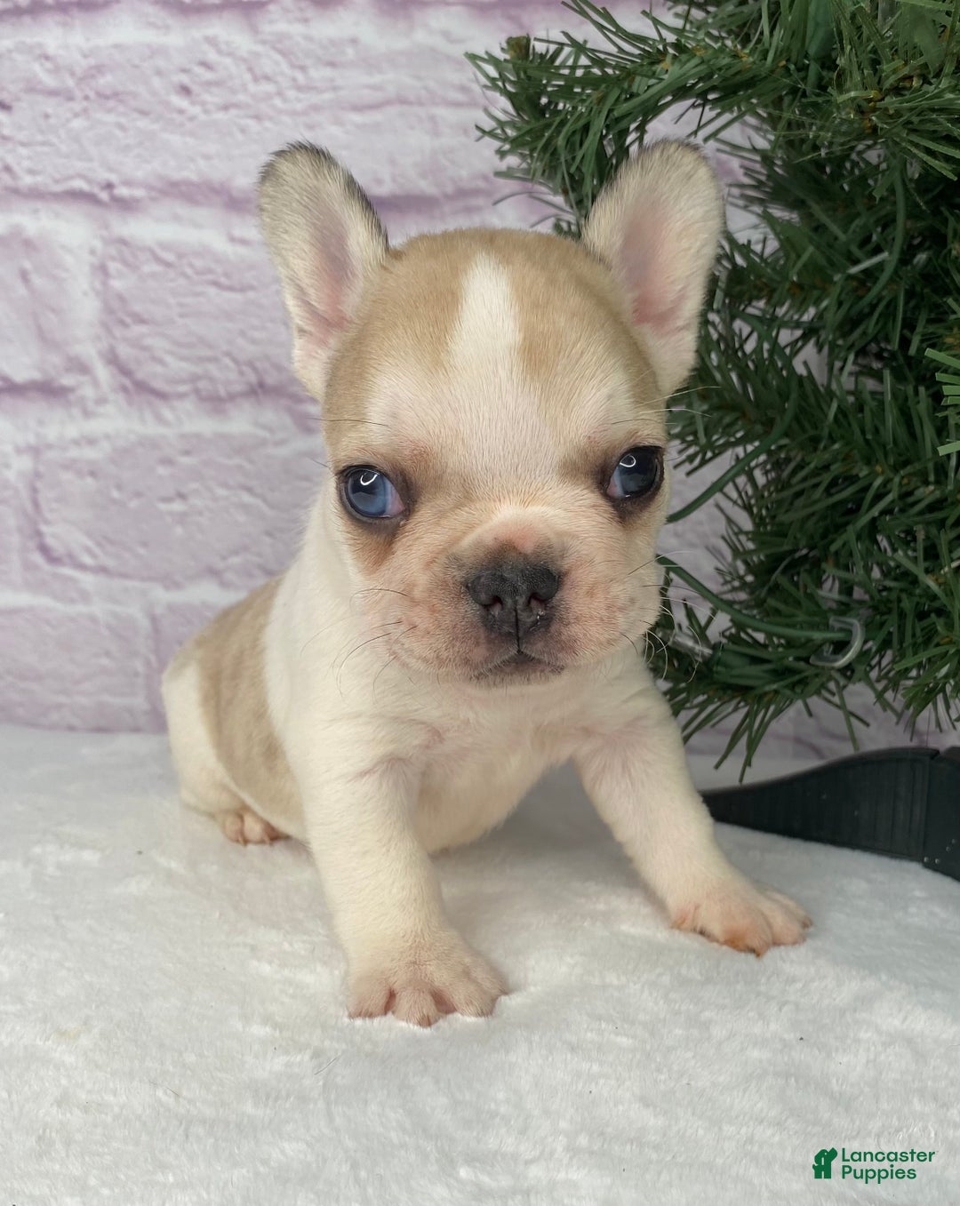 French Bulldog dogs for sale: Rambo  - Ad 8