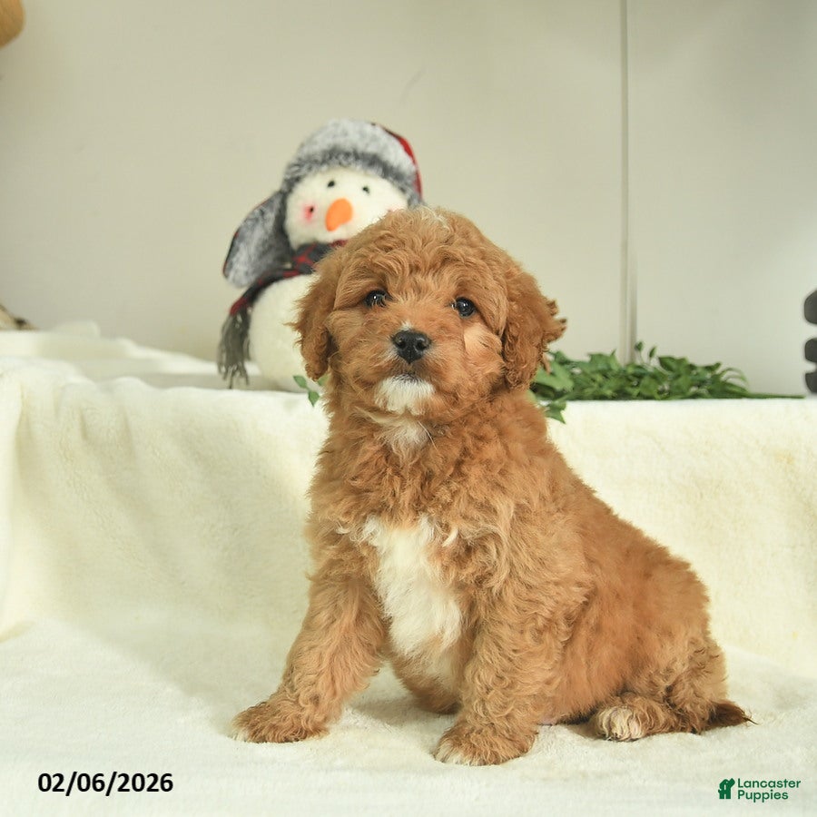 Goldendoodle dogs Daisy   - Ad 41