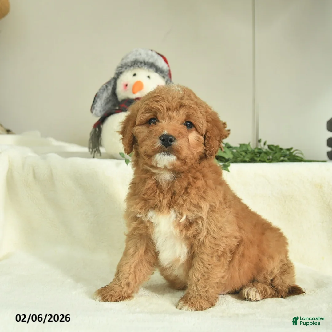 Goldendoodle dogs for sale: Daisy   - Ad 1