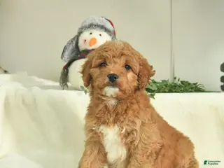 Goldendoodle dogs Daisy - Ad 41