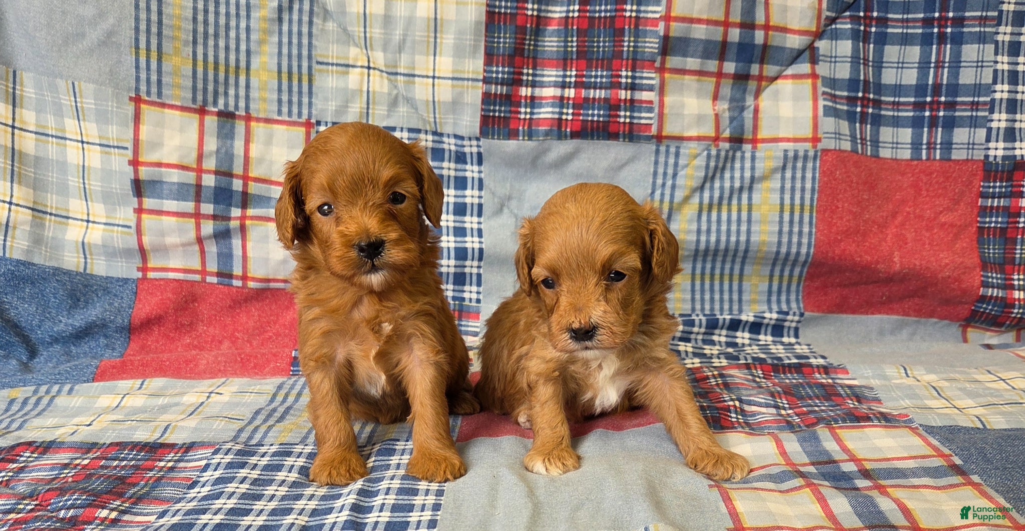 Cavapoo dogs Meadow - Ad 2