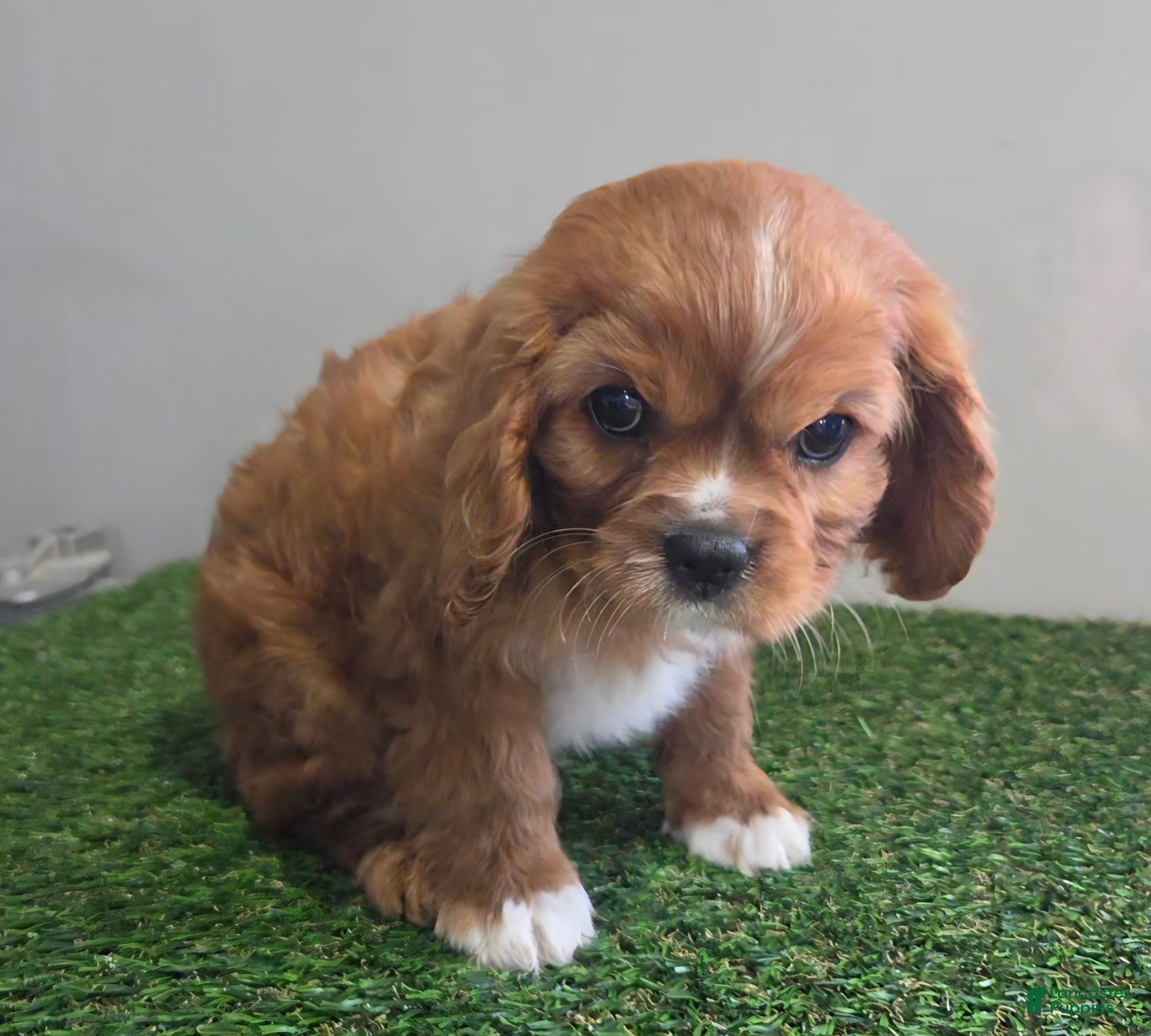 Cavalier King Charles Spaniel dogs Maisie - Ad 1