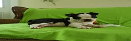 Boston Terrier dogs for sale: Vera - Ad 2