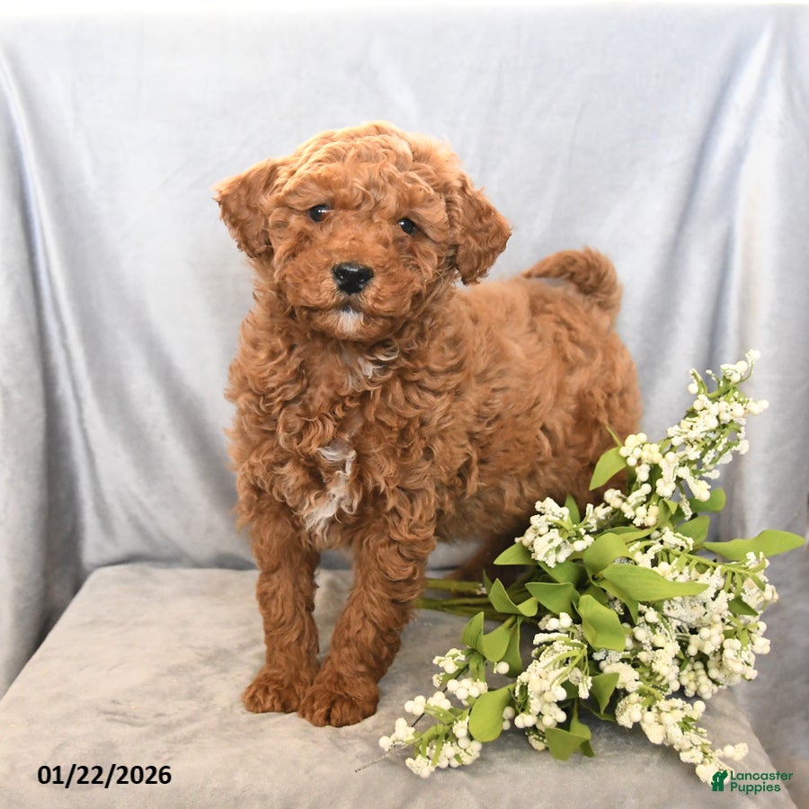 Mini Goldendoodle dogs Justin - Ad 41