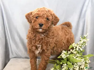Mini Goldendoodle dogs Justin - Ad 4