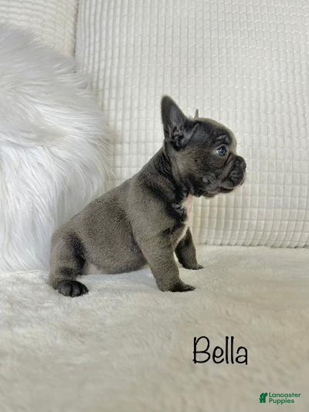 Mixed Breed dogs for sale: Bella - Ad 2