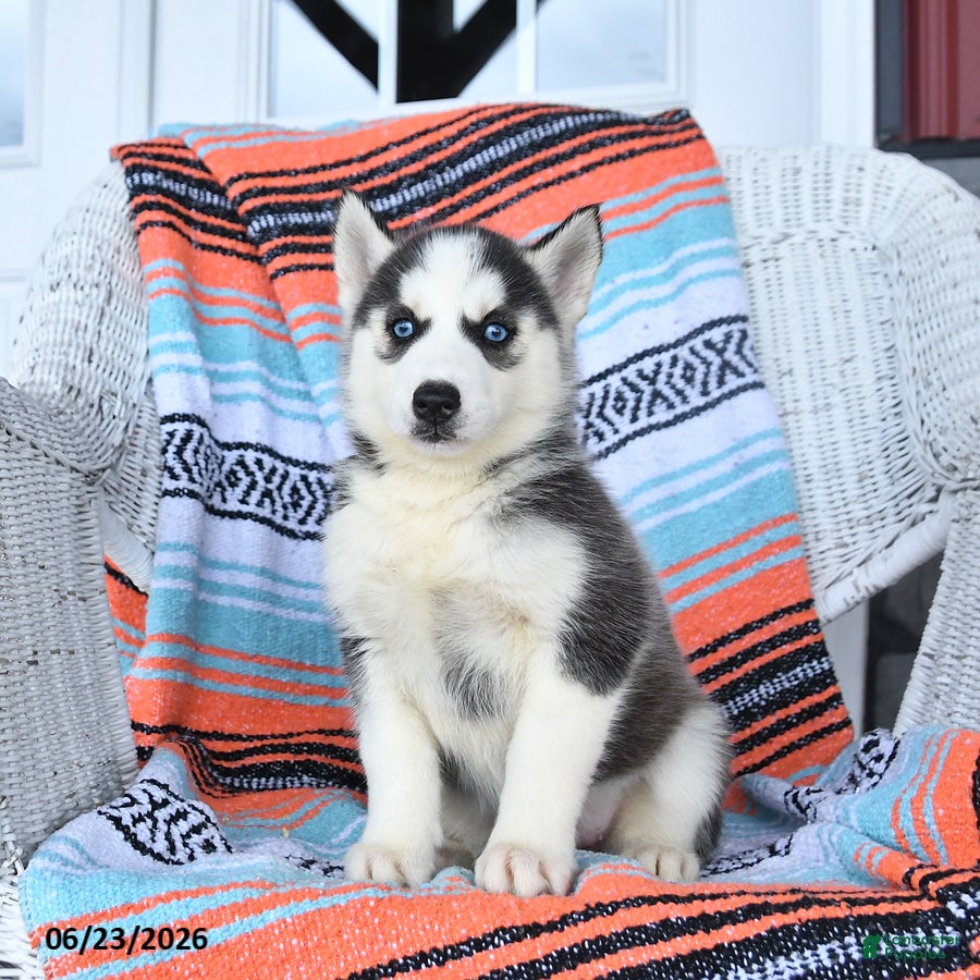 Siberian Husky dogs Shiloh - Ad 2