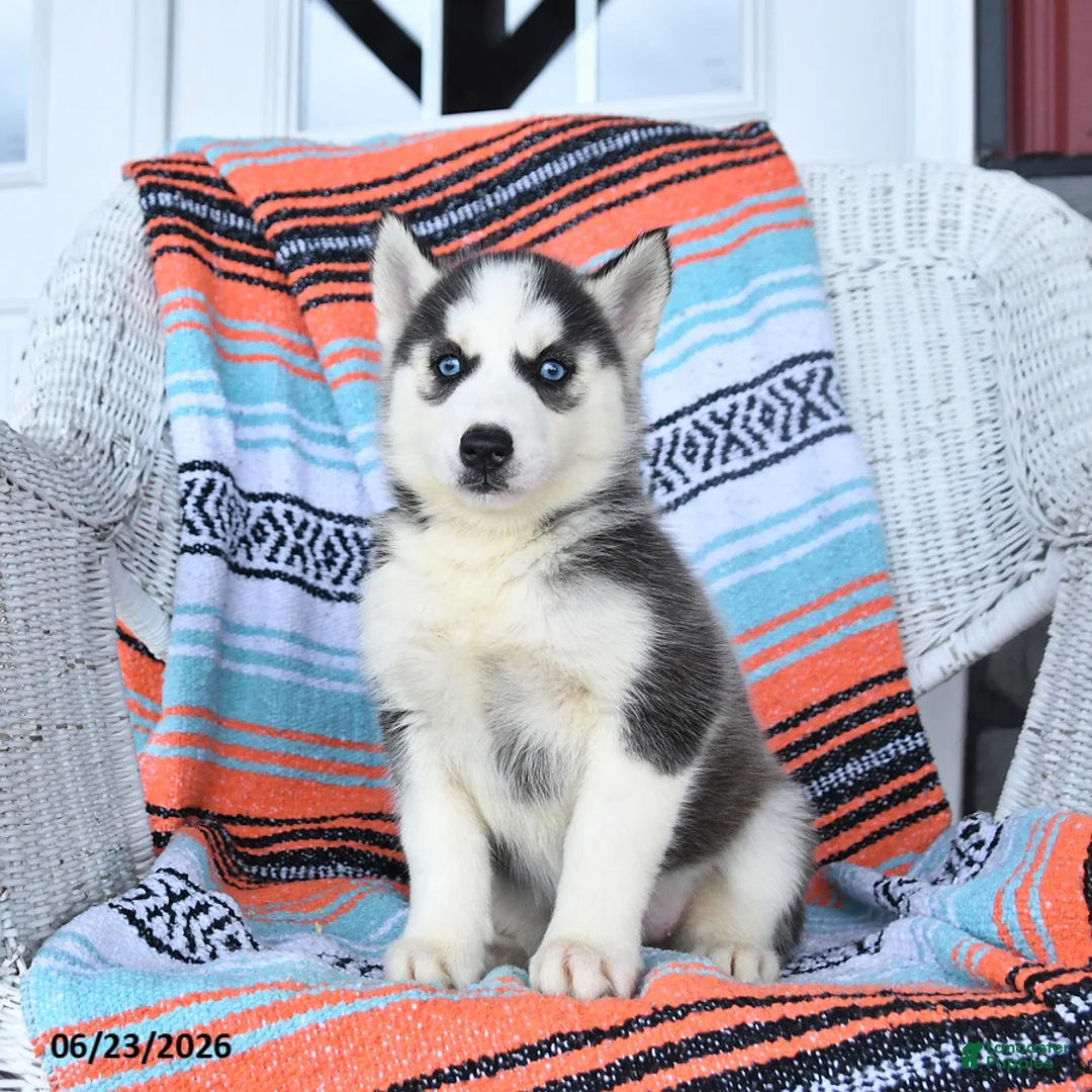 Siberian Husky dogs for sale: Shiloh - Ad 2