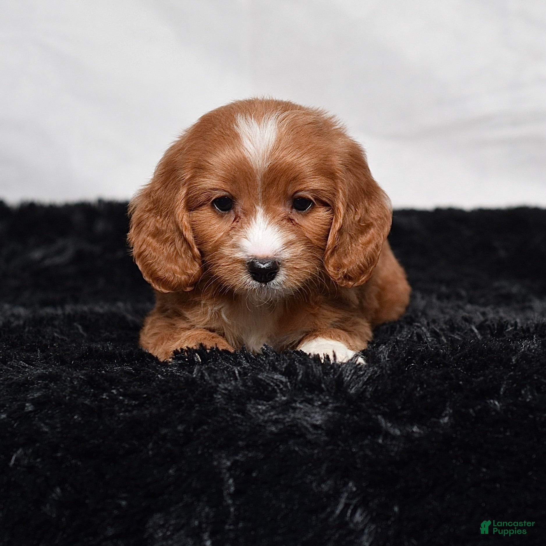 Cavapoo dogs Warrior - Ad 2