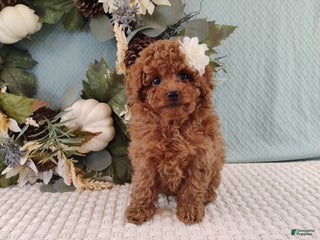 Toy Poodle dogs - Ad 26