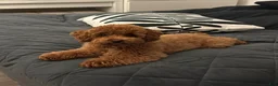 Shihpoo dogs for sale: Shihpoo 1 - Ad 11