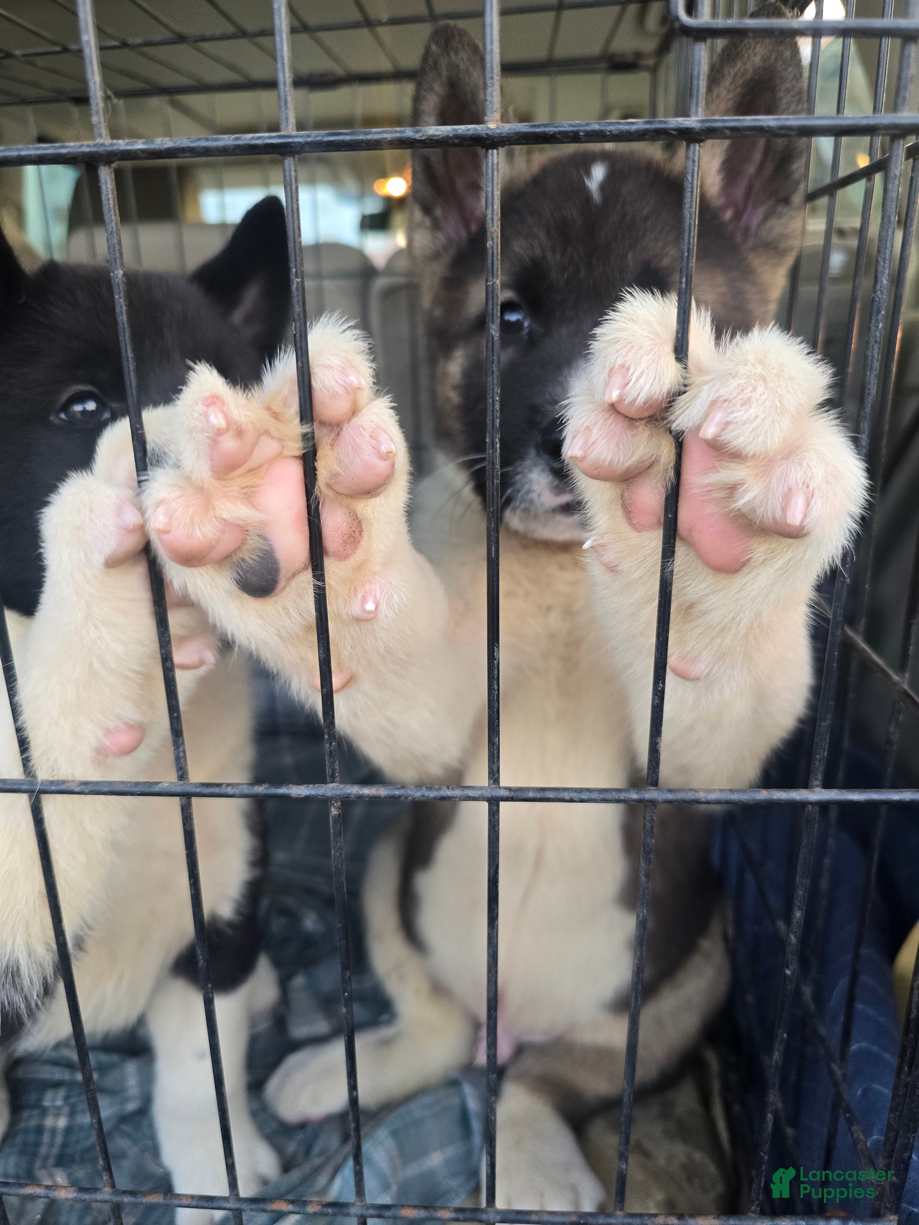 Akita dogs Bear  - Ad 2