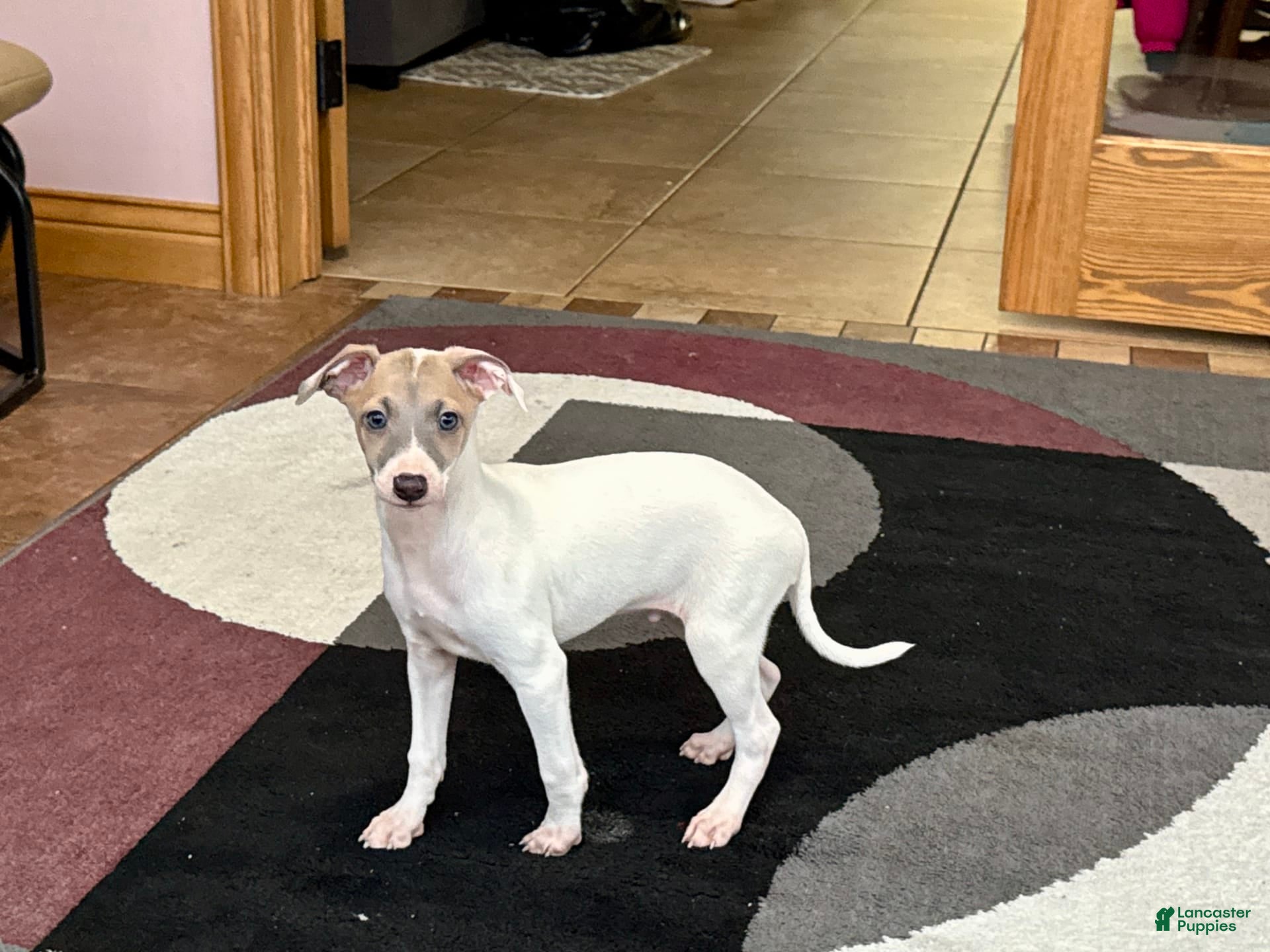 Italian Greyhound dogs Jaden - Ad 13