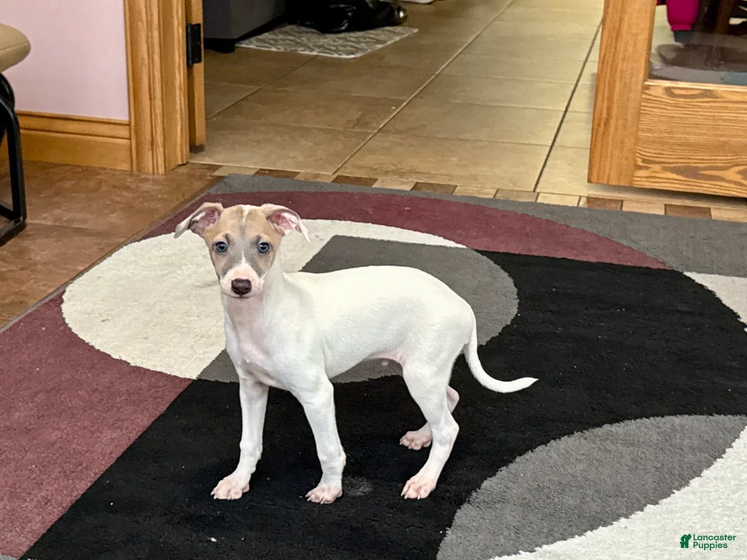 Italian Greyhound dogs for sale: Jaden - Ad 1