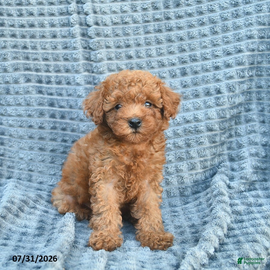 Toy Poodle dogs Milo  - Ad 1