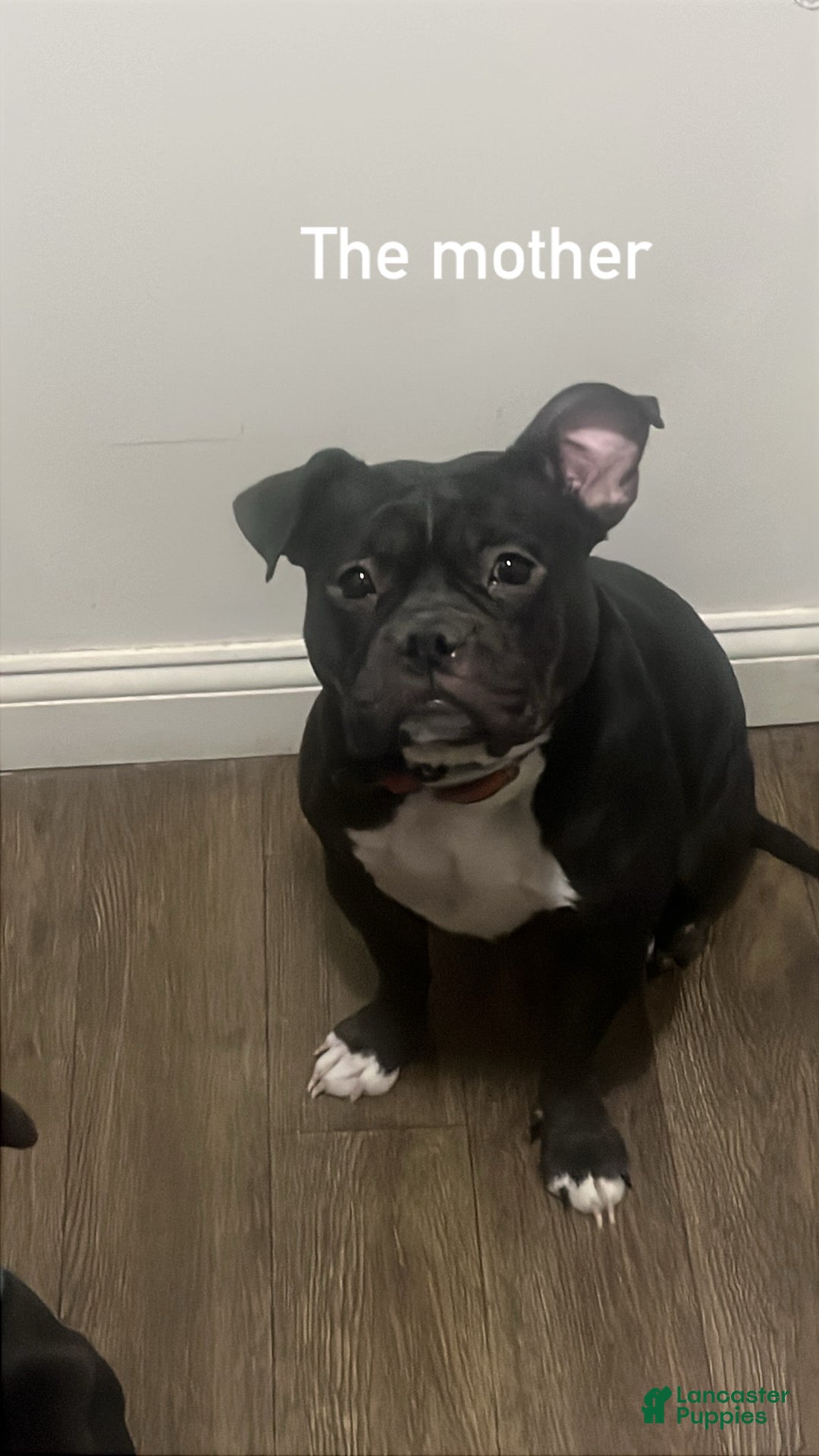 American Bully dogs for sale: American Bully Puppy 1 - Ad 4